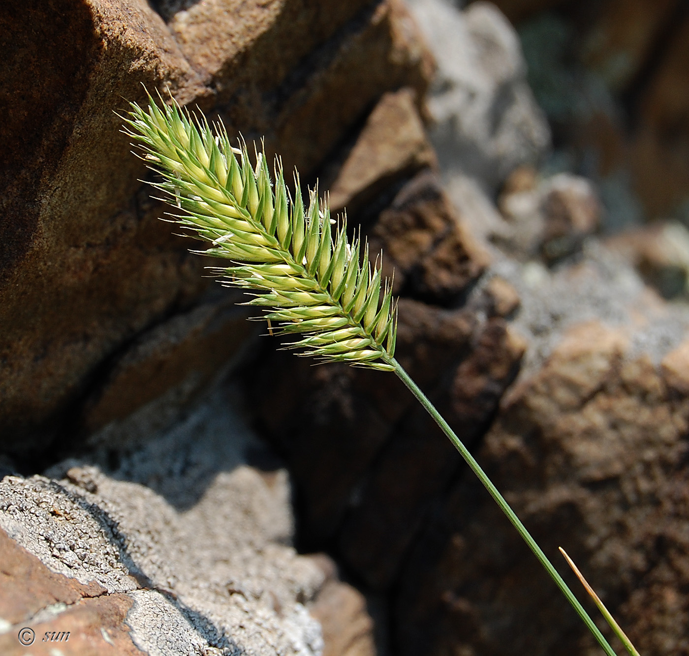 Изображение особи Agropyron pectinatum.