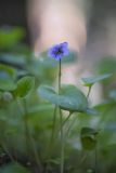 Viola epipsila. Цветущее растение. Кировская обл., г. Кирово-Чепецк, лесопарк. 14.05.2016.