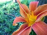 Hemerocallis fulva
