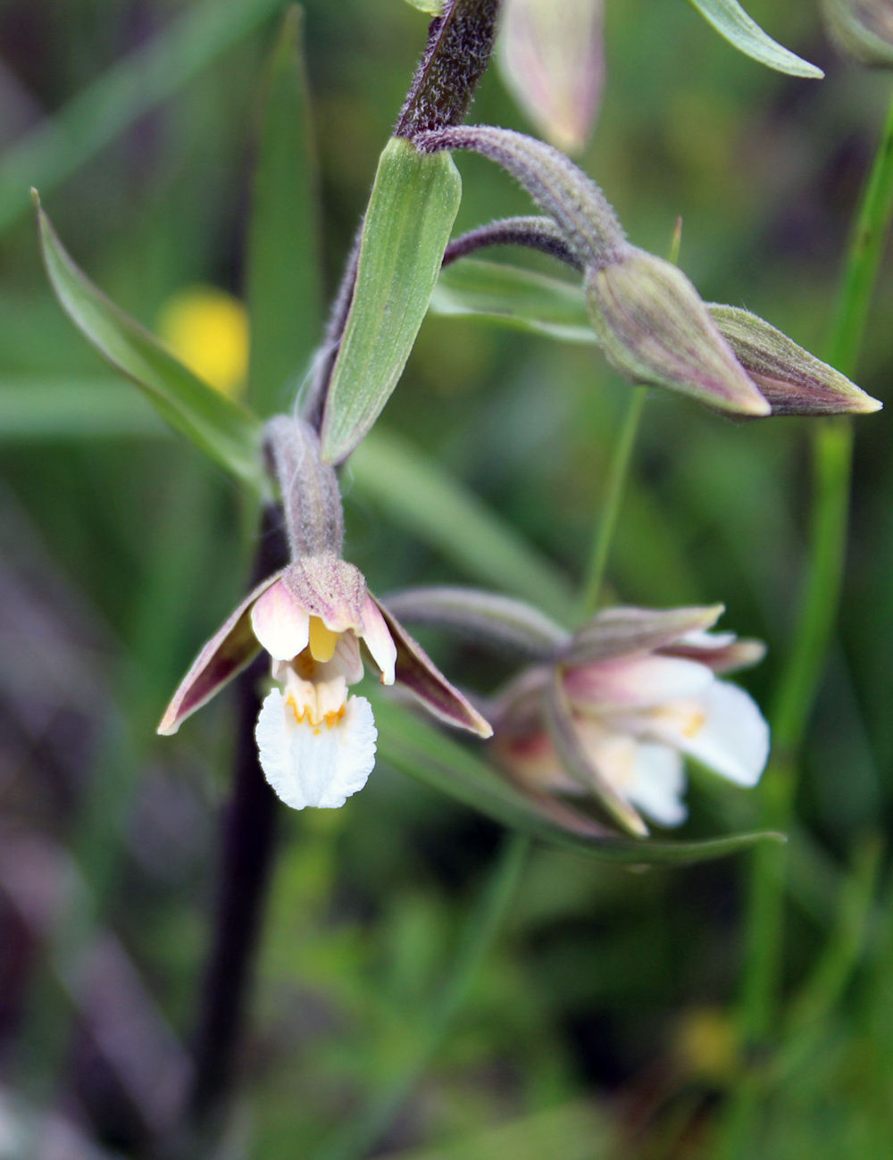 Изображение особи Epipactis palustris.