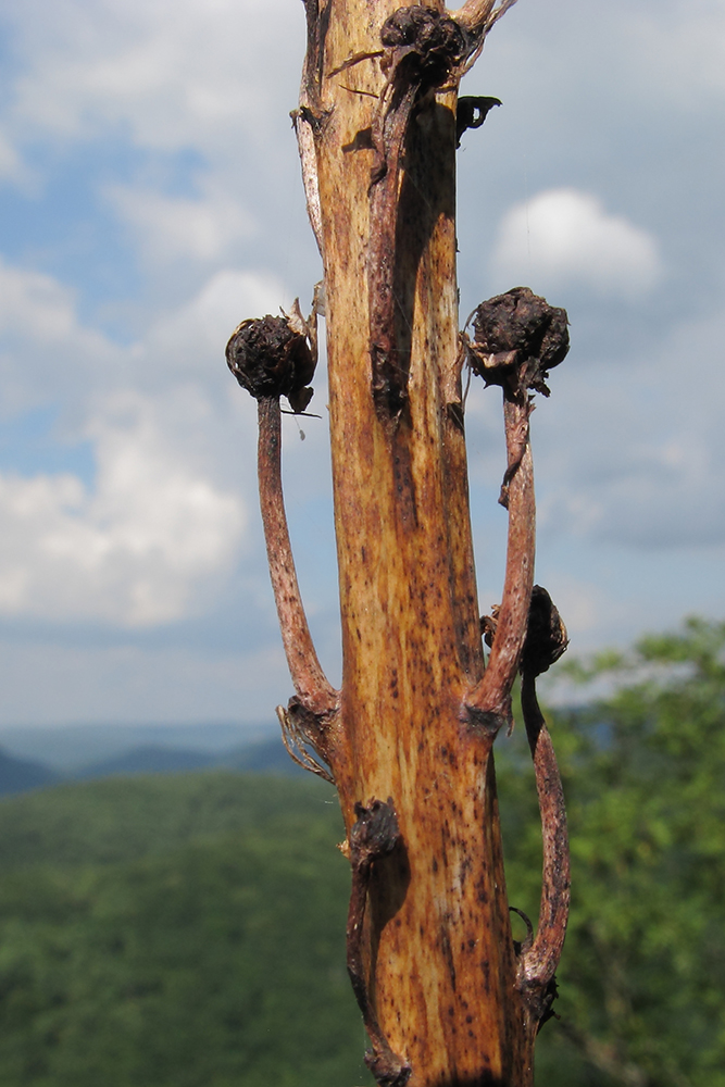 Image of genus Eremurus specimen.