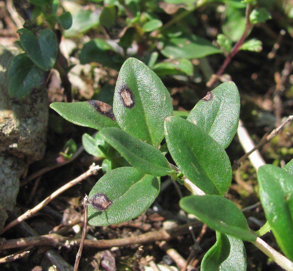 Изображение особи Thymus nummularius.