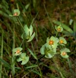 Euphorbia leptocaula