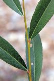 Salix olgae