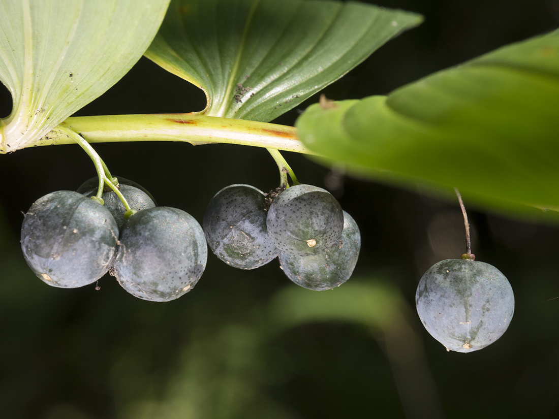 Image of Polygonatum multiflorum specimen.