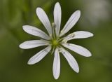 Image of taxon representative. Author is Наталия Панкова