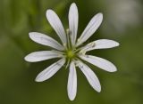 Stellaria nemorum