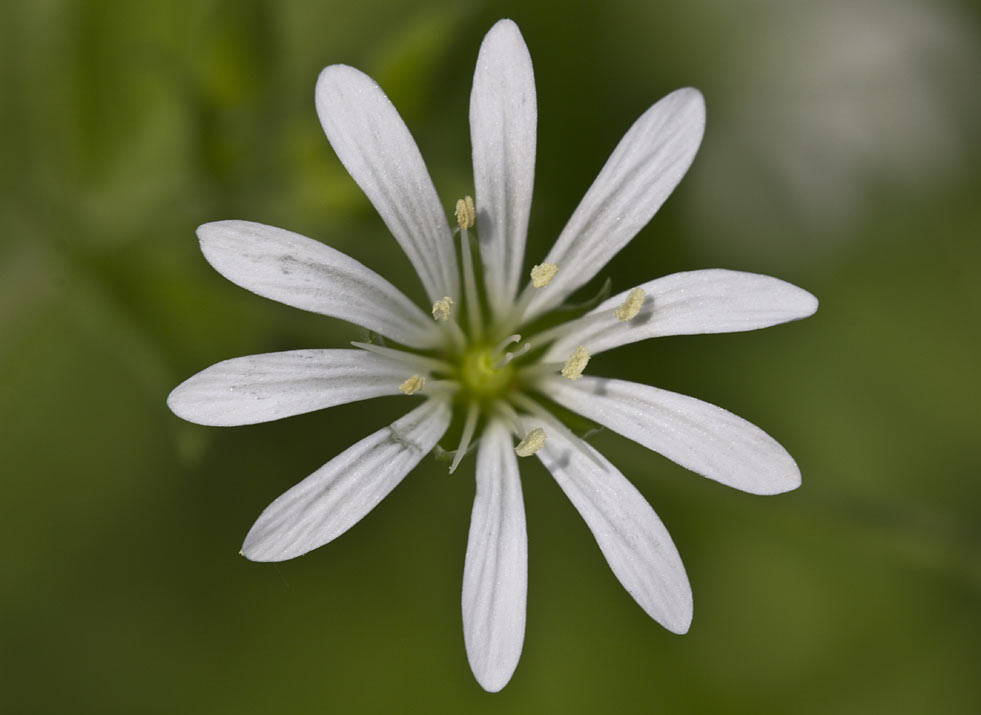 Image of Stellaria nemorum specimen.