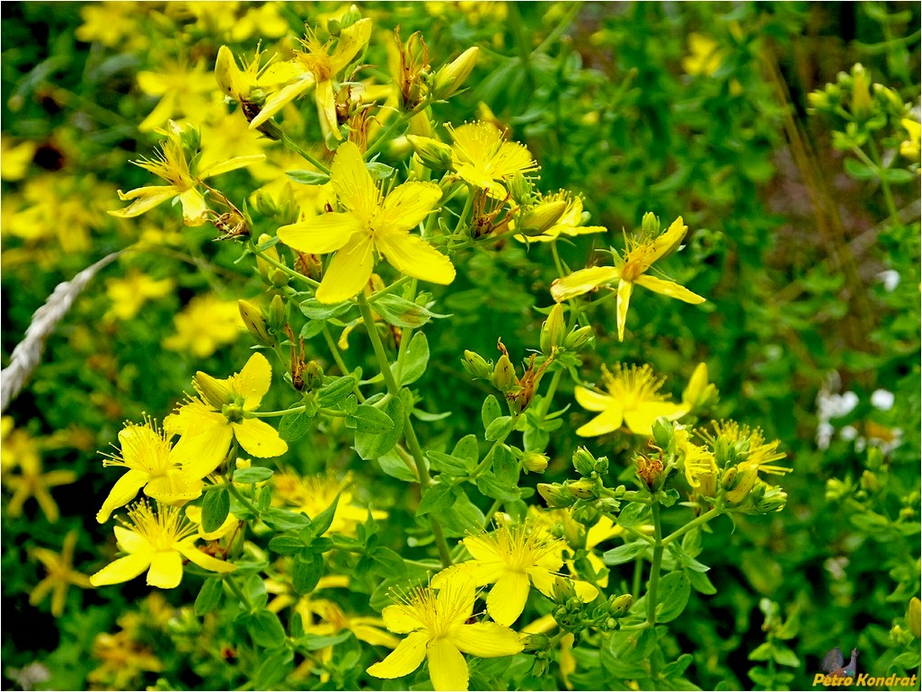 Image of Hypericum perforatum specimen.