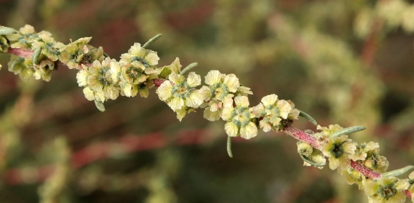 Image of Bassia prostrata specimen.