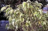 Ficus microcarpa