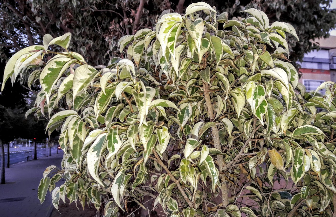 Image of Ficus microcarpa specimen.