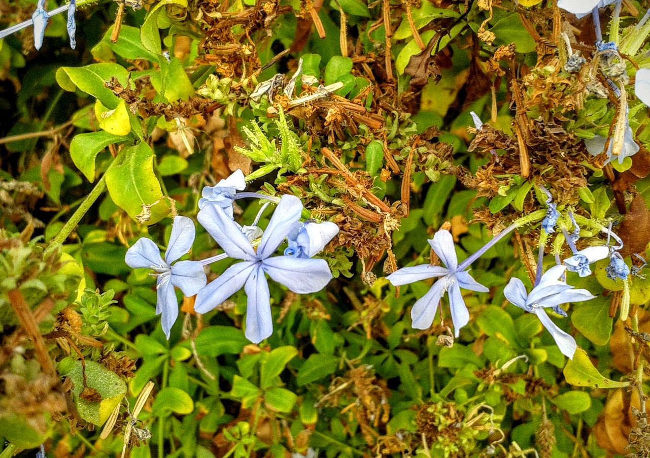 Изображение особи Plumbago auriculata.