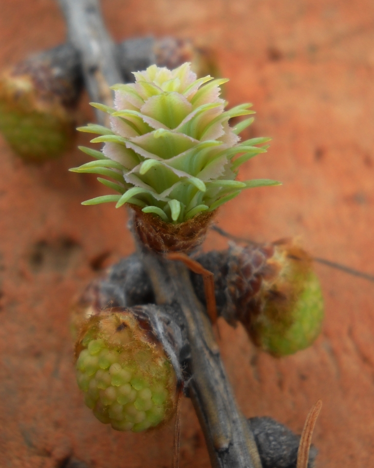 Image of Larix sukaczewii specimen.