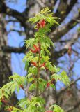 Acer trautvetteri