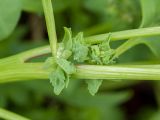 Atriplex kuzenevae. Часть побега с плодами. Мурманская обл., окр. пос. Дальние Зеленцы, Дальнезеленецкая губа, Дальний Пляж, близ устья Дальнезеленецкого ручья, валунная супралитораль. 29.07.2016.
