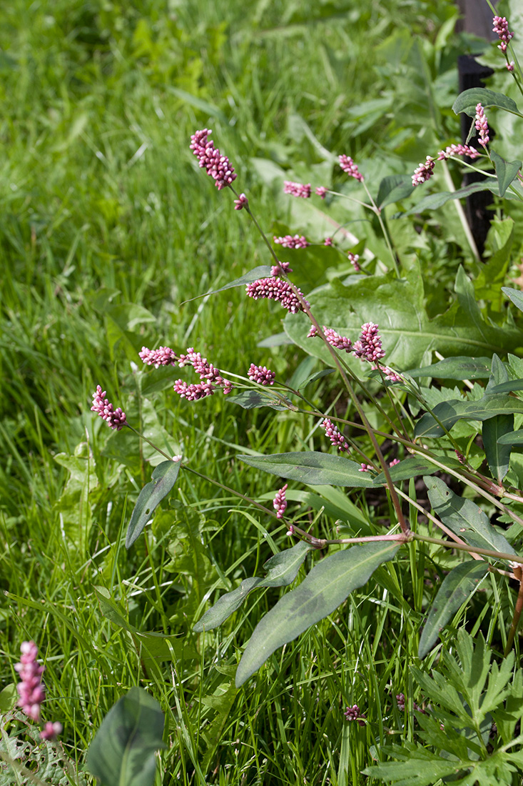 Image of Persicaria maculosa specimen.