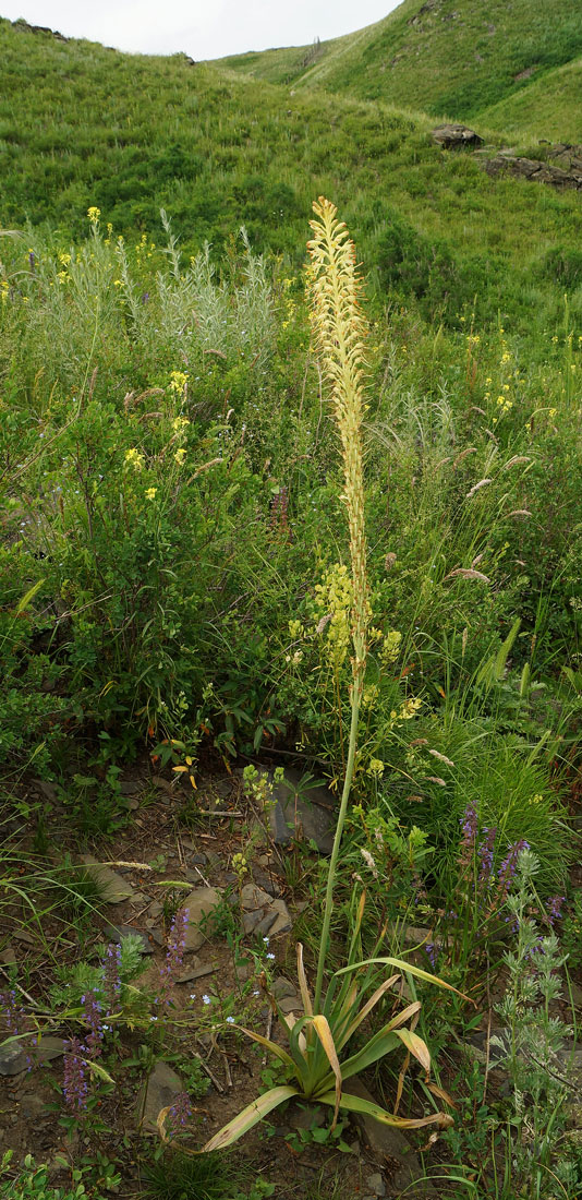 Изображение особи Eremurus altaicus.