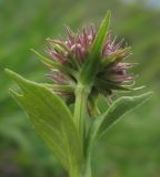 Valeriana alpestris