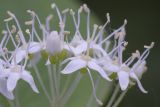Image of taxon representative. Author is Владимир Брюхов