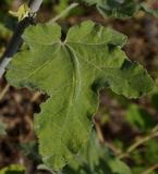 Alcea pallida