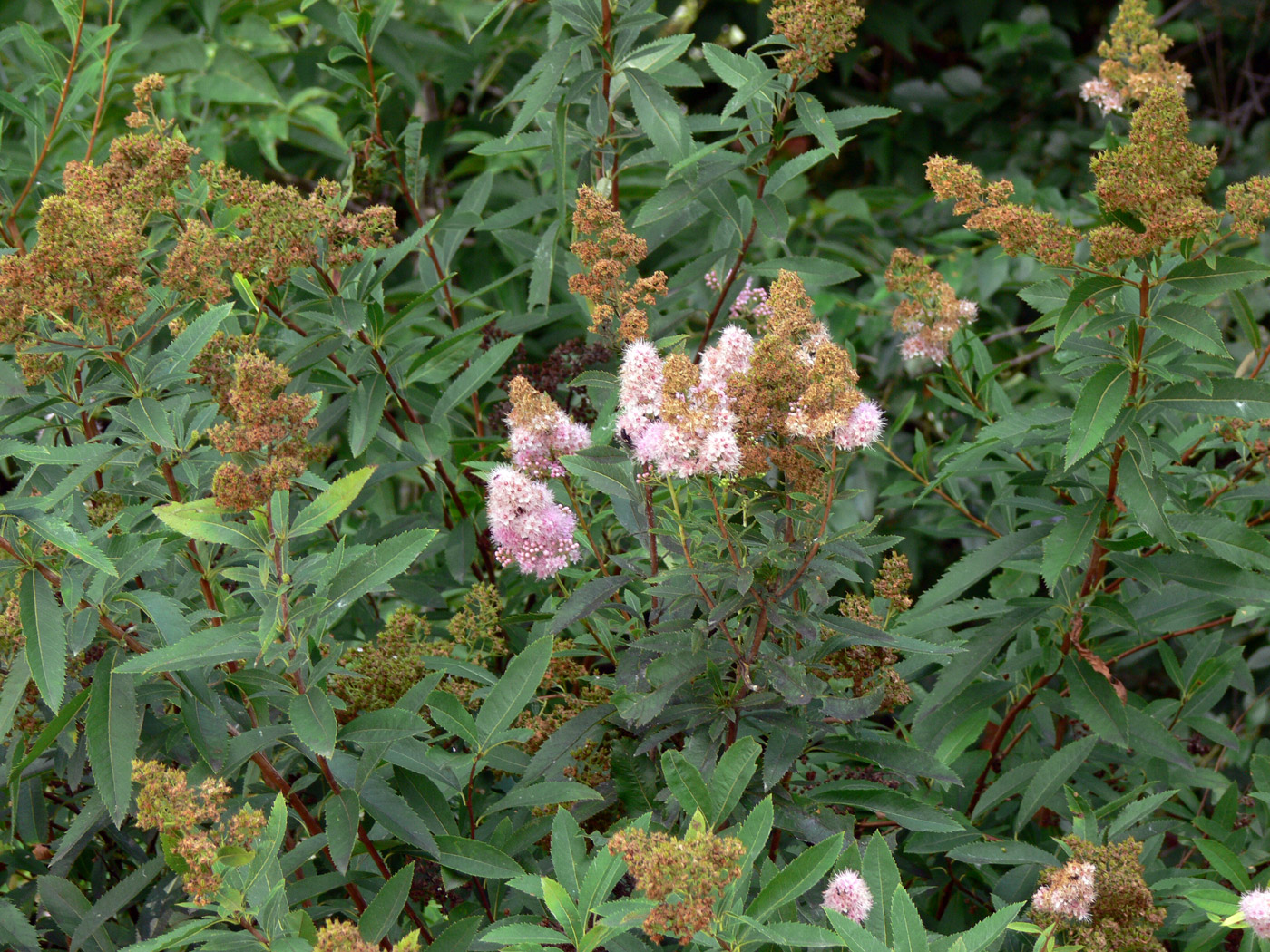 Image of Spiraea salicifolia specimen.