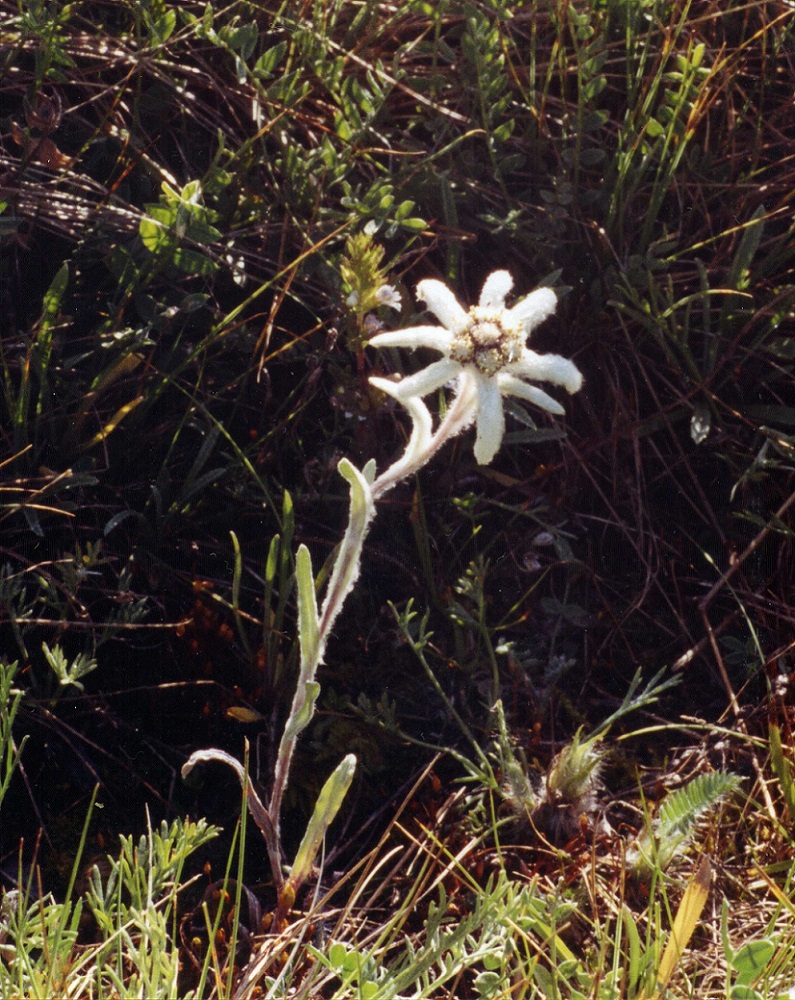 Image of genus Leontopodium specimen.