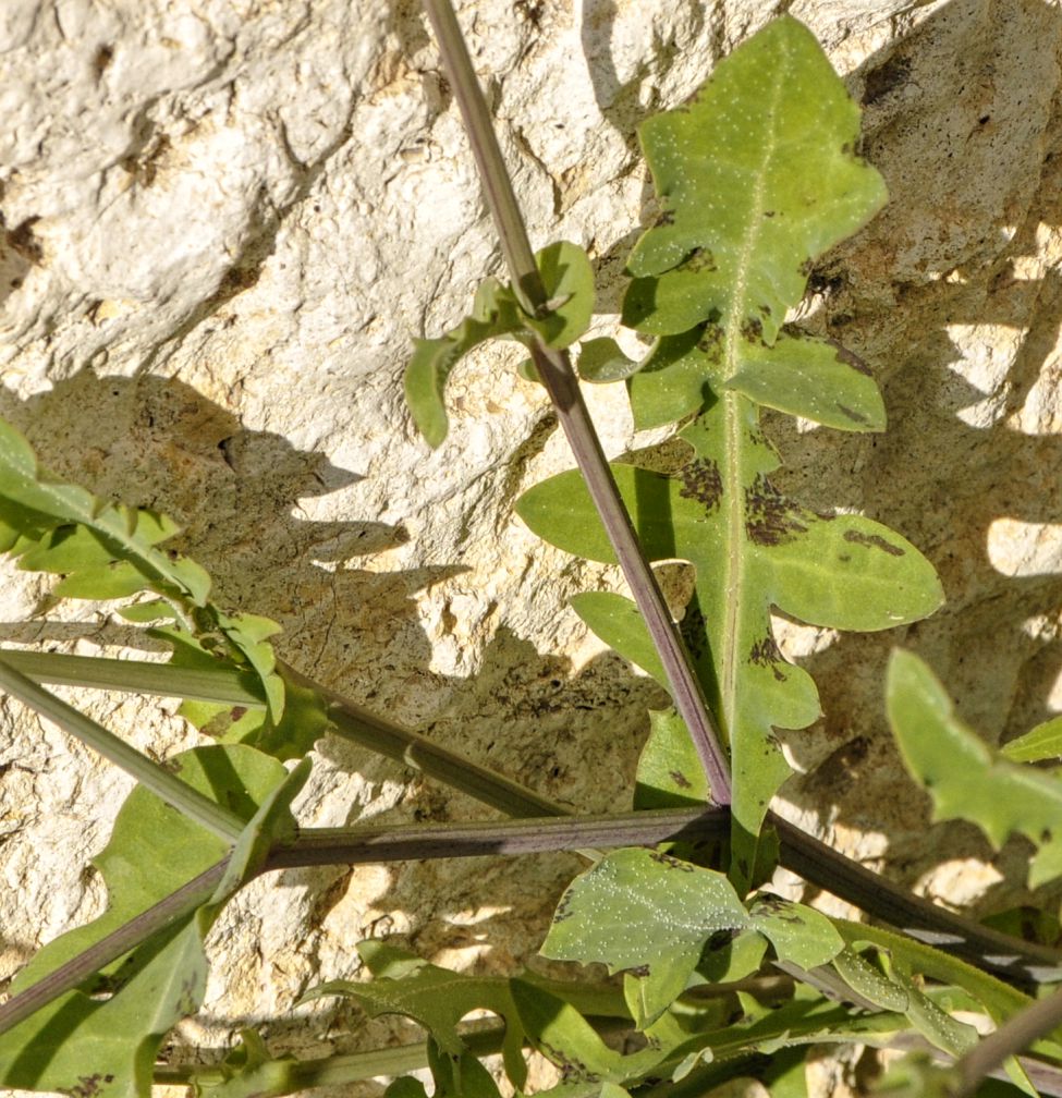 Image of Reichardia picroides specimen.