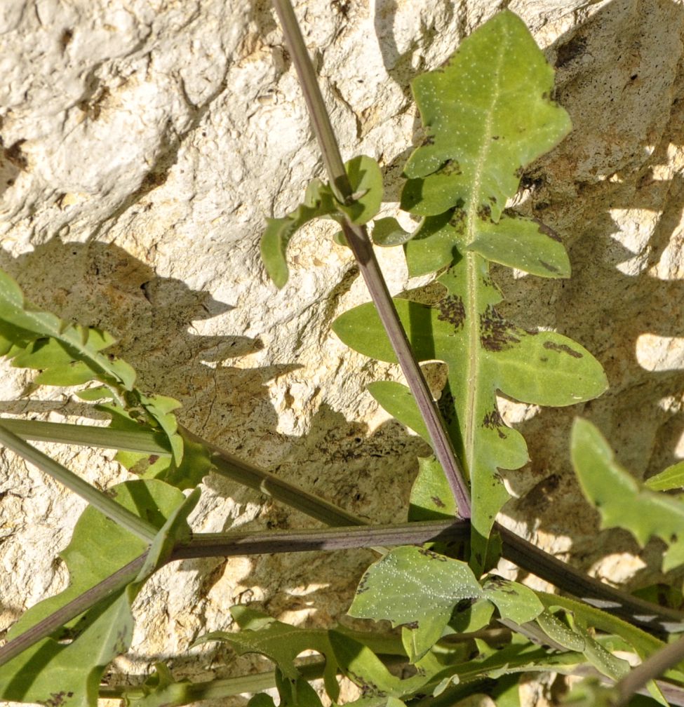 Изображение особи Reichardia picroides.