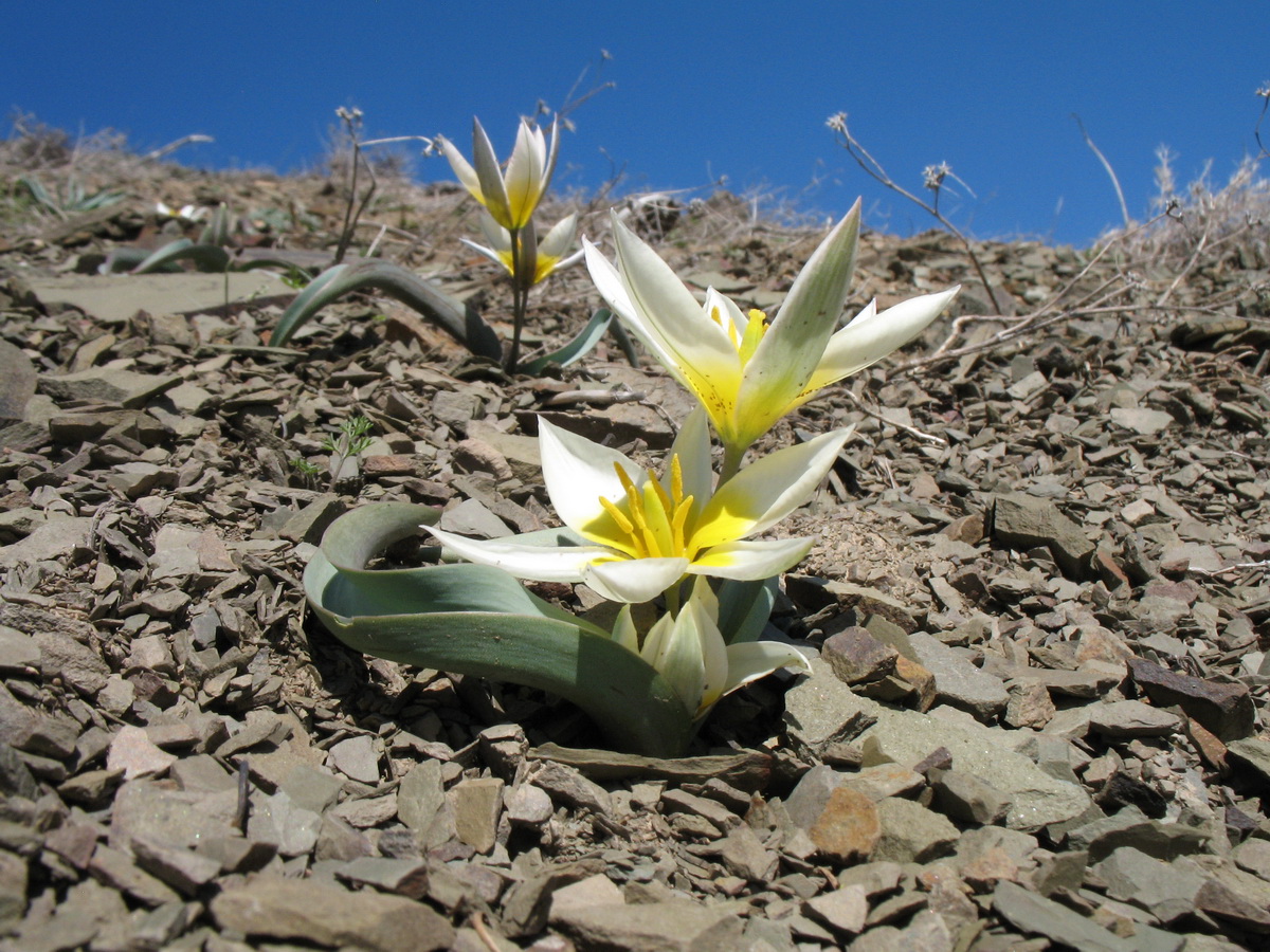 Image of Tulipa orthopoda specimen.