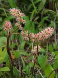 Tofieldia coccinea