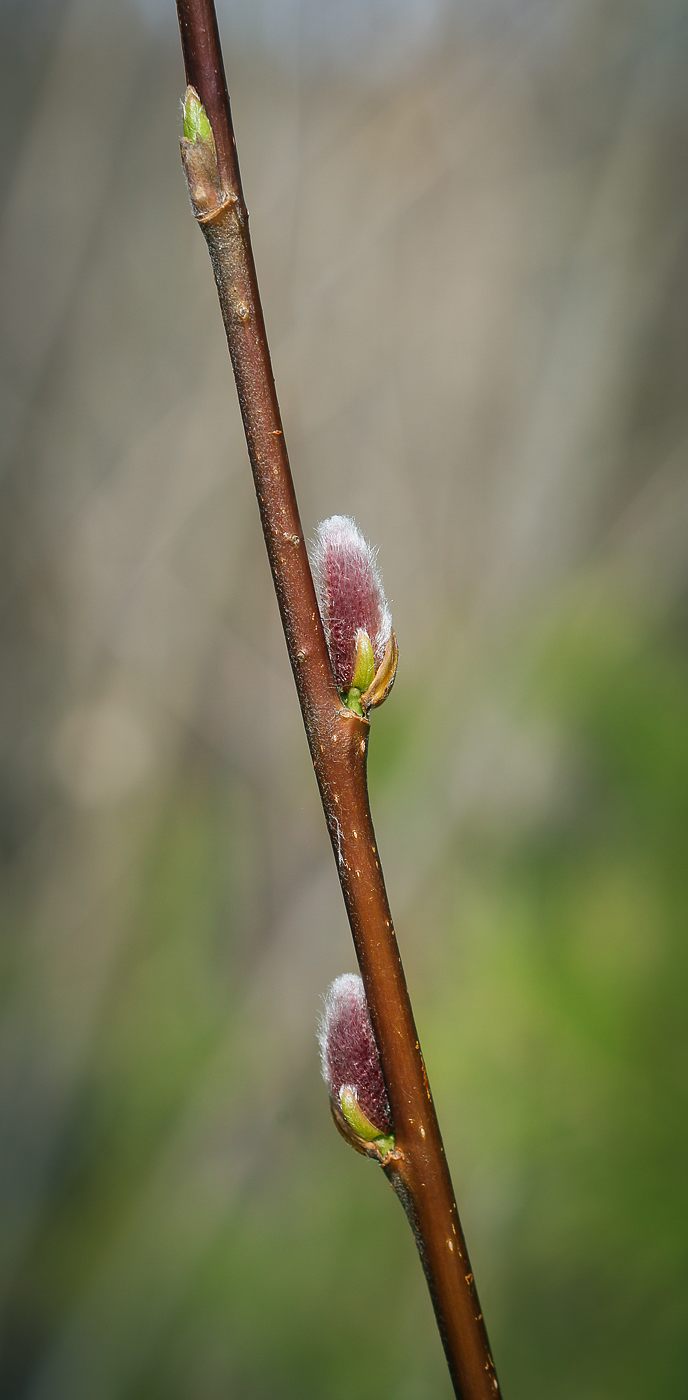 Image of genus Salix specimen.