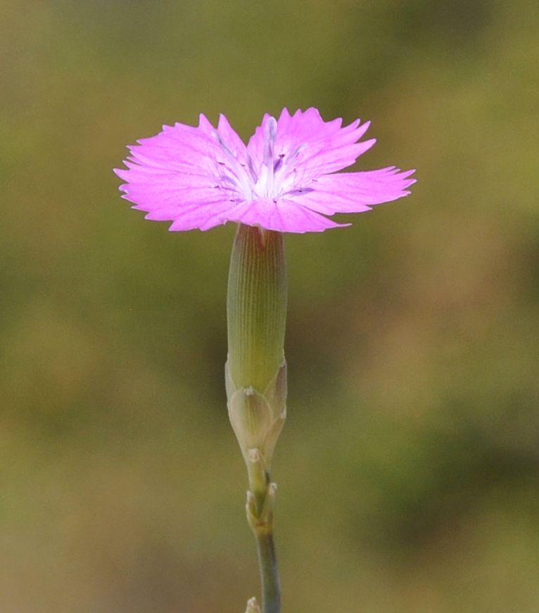 Image of Dianthus gracilis specimen.