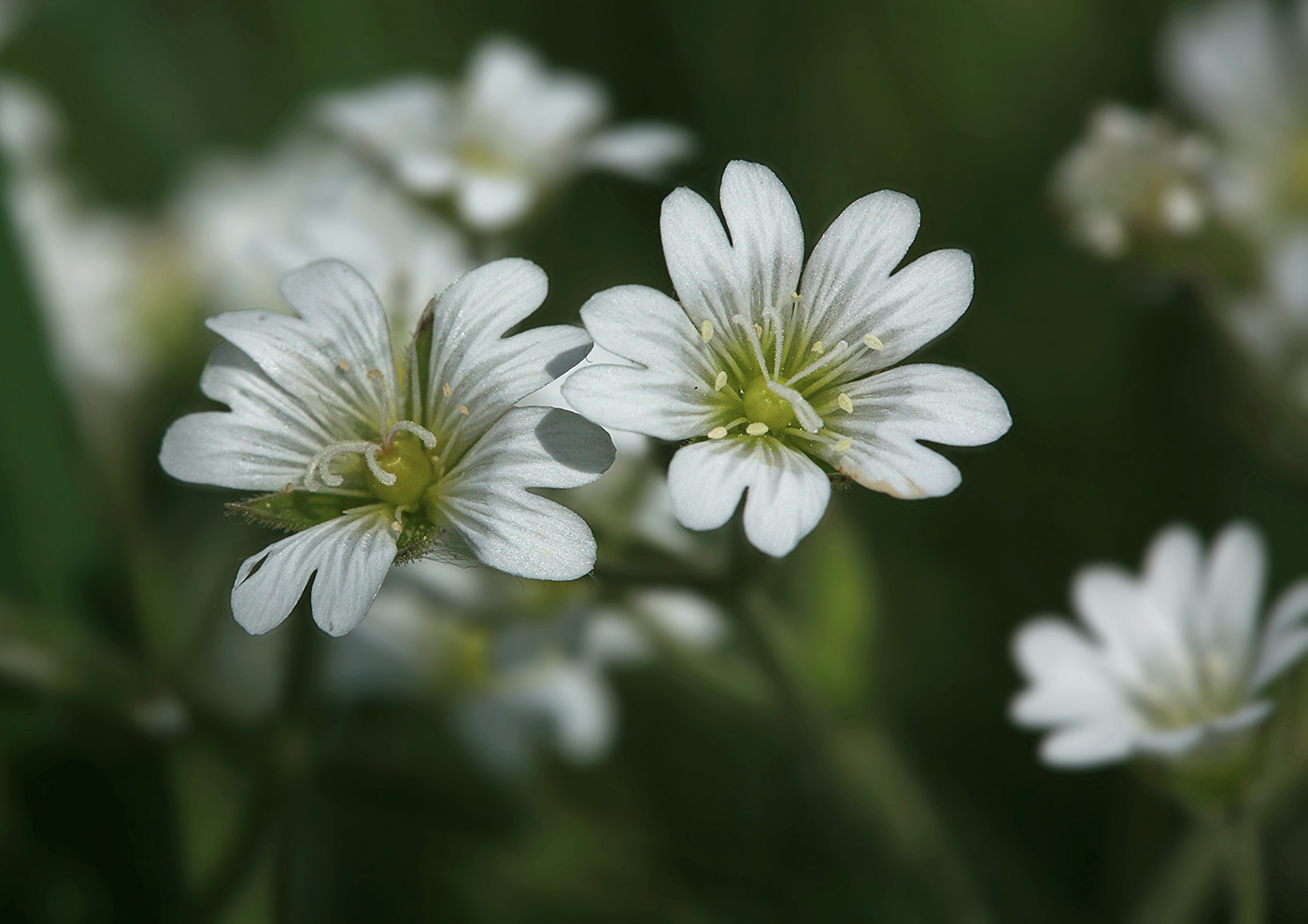 Image of Cerastium arvense specimen.