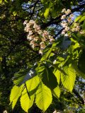 Aesculus hippocastanum