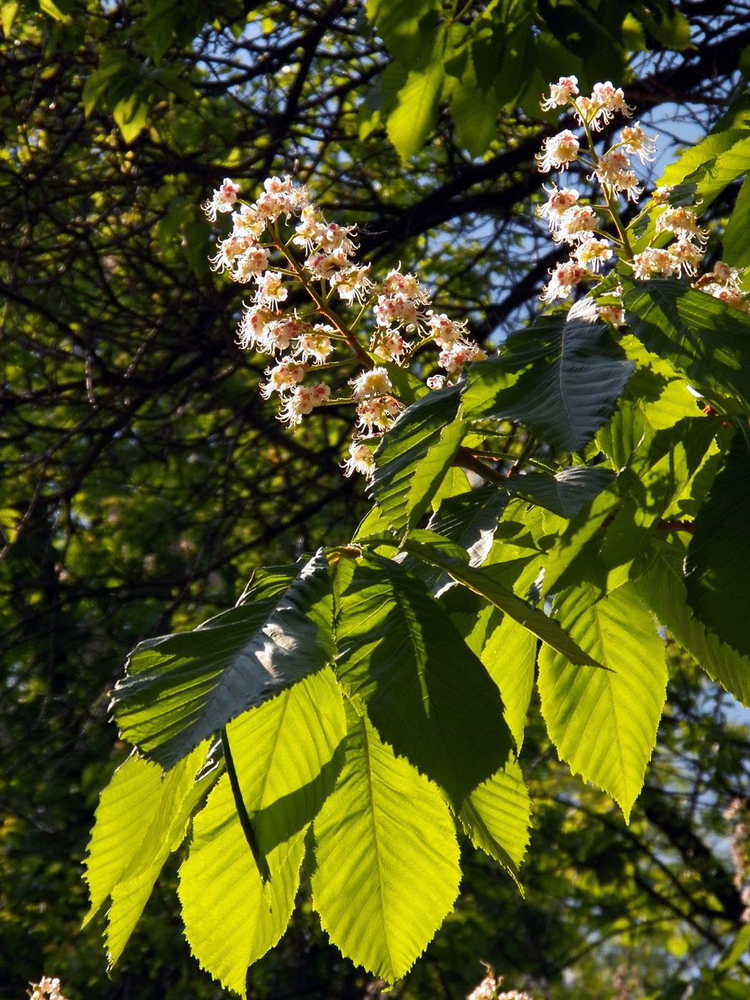 Image of Aesculus hippocastanum specimen.