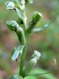 Dactylorhiza viridis