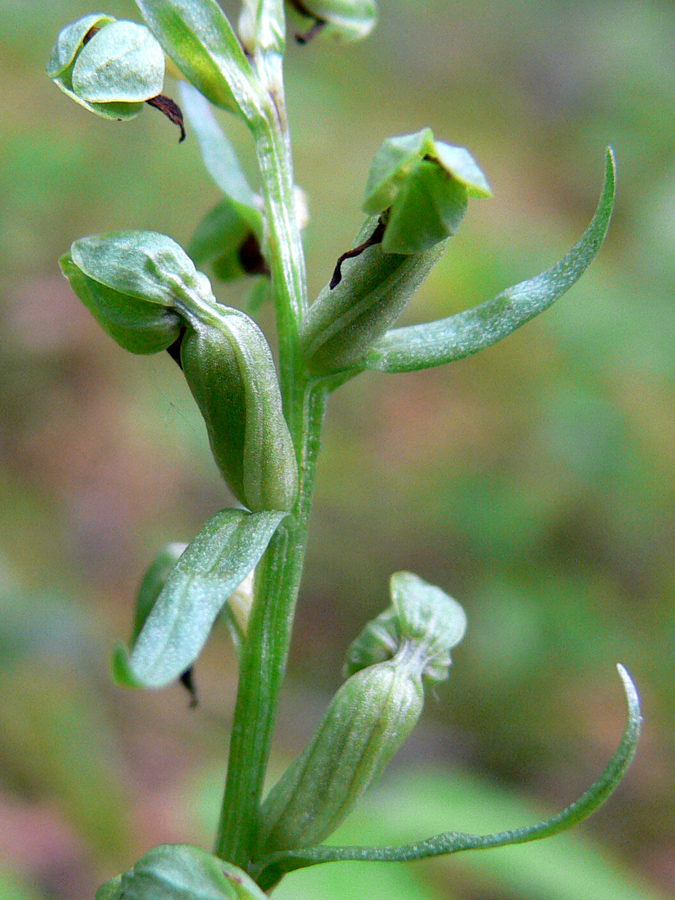 Изображение особи Dactylorhiza viridis.
