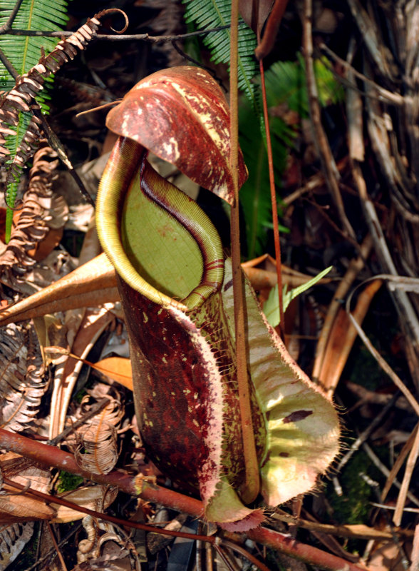 Image of Nepenthes rafflesiana specimen.