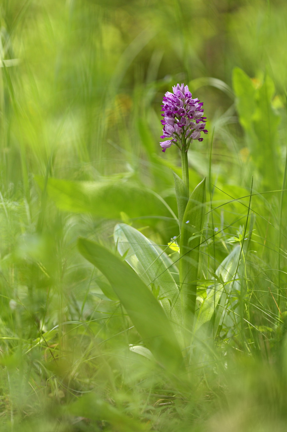 Изображение особи Orchis militaris.