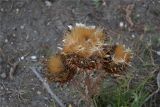 Cynara scolymus