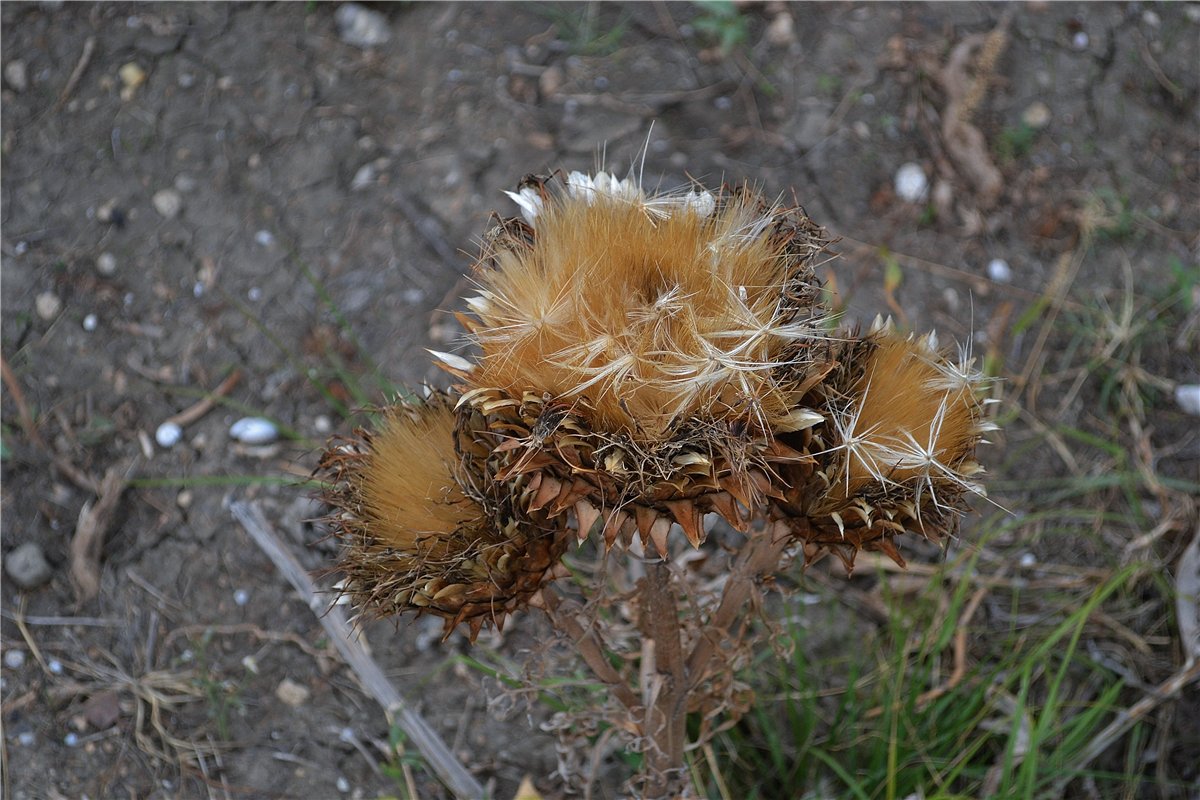 Изображение особи Cynara scolymus.