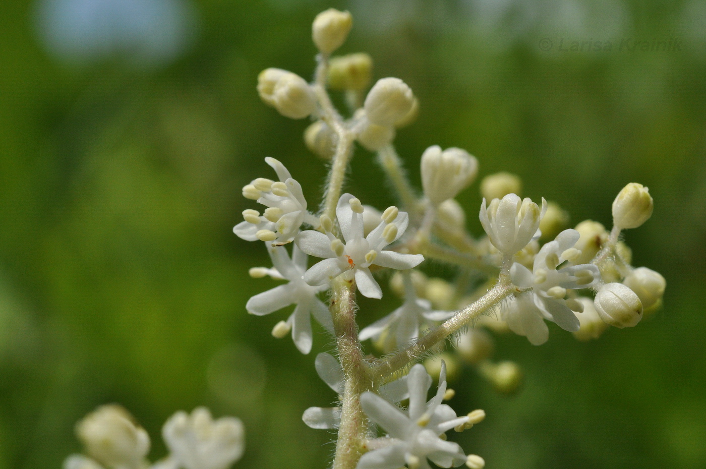 Image of Smilacina hirta specimen.