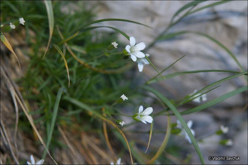 Image of Minuartia taurica specimen.