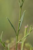 Polygala cretacea. Часть веточки. Ростовская обл., Куйбышевский р-н, окр. с. Лысогорка, меловой склон. 16.06.2017.