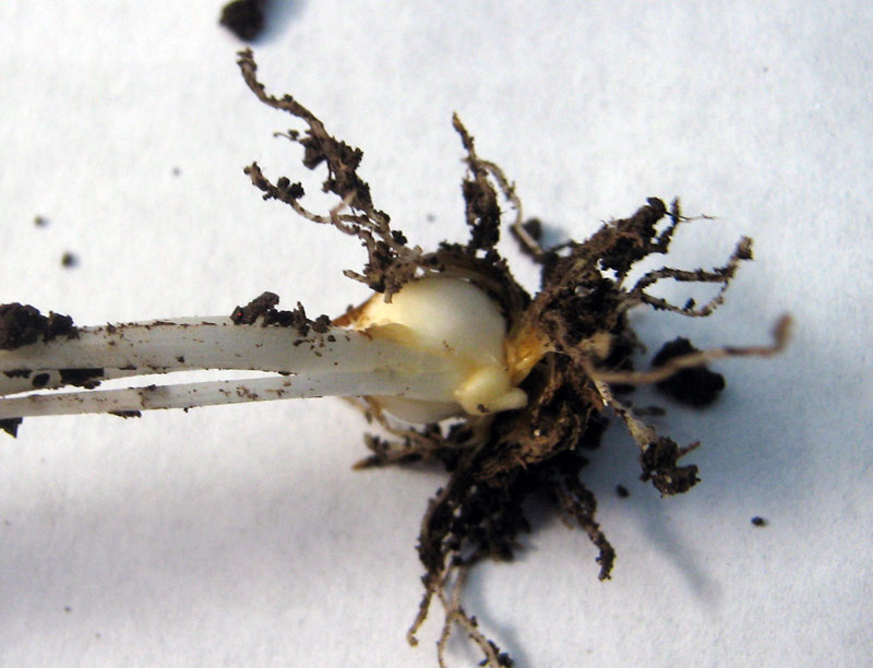 Image of genus Gagea specimen.