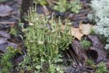 Cladonia gracilis ssp. turbinata