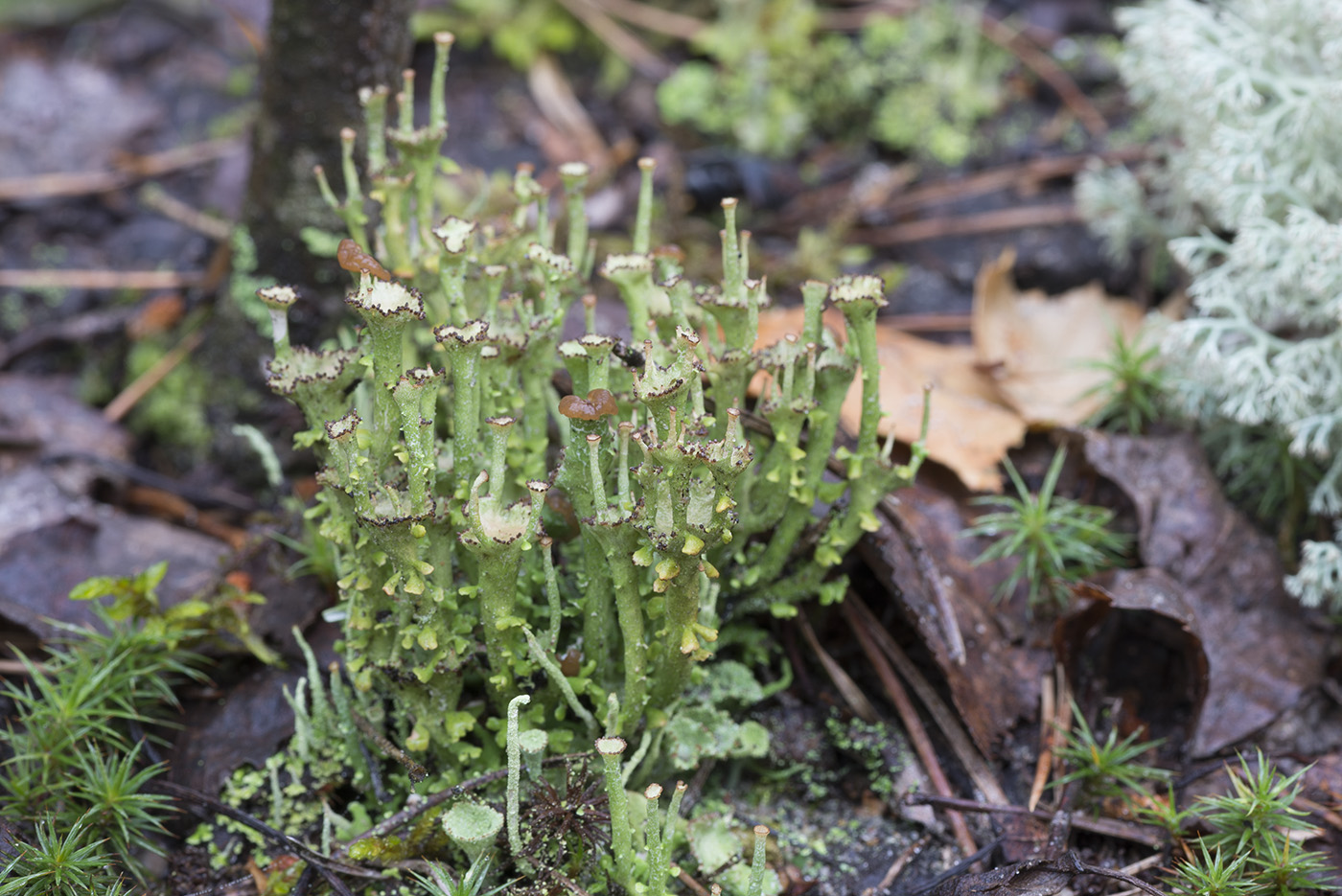 Image of Cladonia gracilis ssp. turbinata specimen.