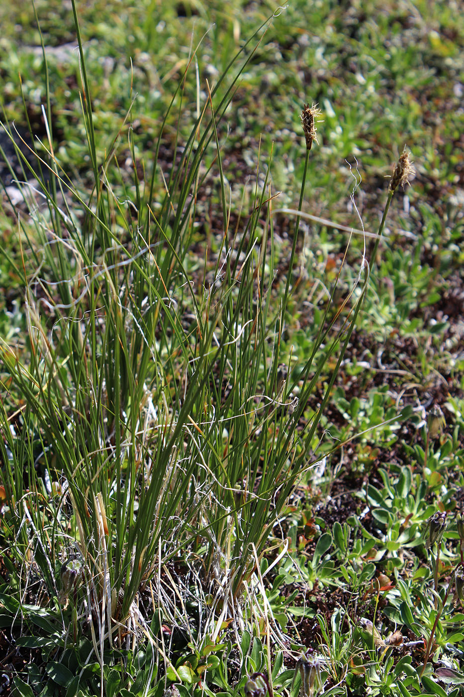 Изображение особи Kobresia macrolepis.