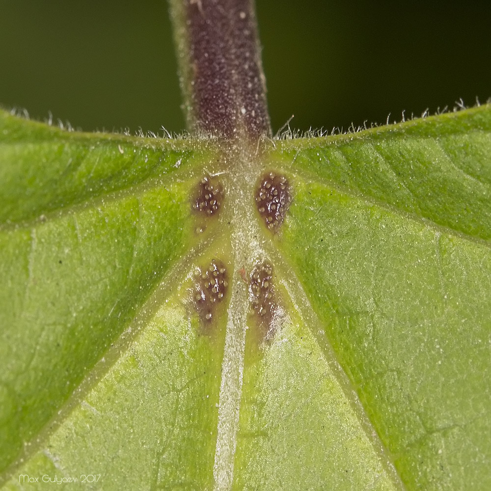 Image of genus Catalpa specimen.